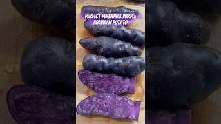 PLANT your POTATOES ONCE, NEVER PLANT THEM AGAIN! Perennial even in zone 5b! Purple Peruvian Potato