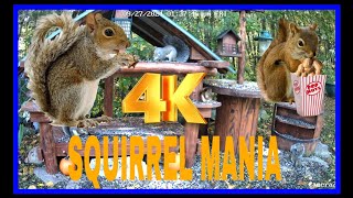 Cat TV Dog TV 4k Chipmunks , Squirrels and Birds #cattv #squirrel