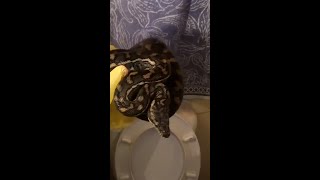 Elusive python in toilet sends snake catchers round the bend (literally)