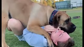 Big Boerboel Playing MOLLY THE BOERBOEL Best Memories #trending #boerboel #shortvideo