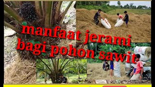 Cara Memanfaatkan Jerami Untuk Pohon Sawit