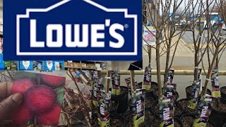 Lowe's Inventory for February 2024 [ Zone 7B Gardening Waldorf MD.]