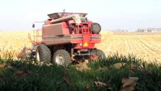 2008 Corn Harvest near St. Thomas MN with 2366