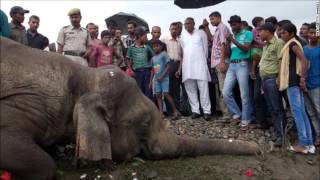 Indian Train Accident Kills Three Elephants