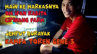 Mampir ke CIPINANG FARM | Ada Burayak Louhan Kamfa Lokal di sini ....