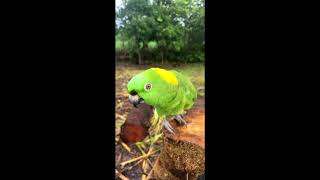 La Verdosa  está en vivo DESDE EL SAUCE #faunafascinante #fauna #parrot