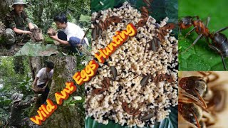 Ant Eggs Hunting | Cheentee  Ka Ande Ka Shikaar  Kaise  Karen | Arunachal Pradesh