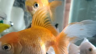 Goldfish, aquarium setup, relaxing, stress relief, DIY , indoor, Livestream, newbie, ASMR