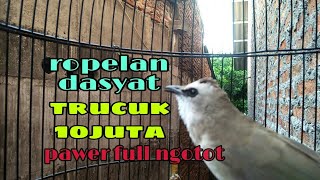 Ropelan Dasyat Trucuk 10 juta pawer full ngotot