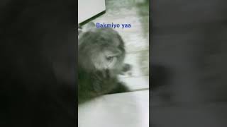 Bakmiyo yaa