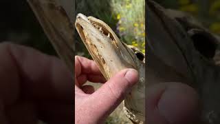 Tiger Muskie skull. Look at all them teeth!!!