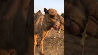 How to buy a camels in market #animals #camel #youtubeshorts #bigcatswildlife #shorts #short