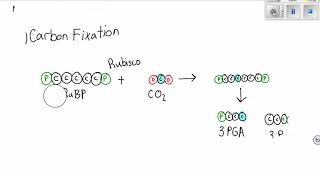 The Light-independent Reactions Calvin Cycle