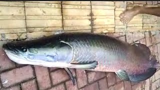 🇧🇷 PESCADORES CAPTURAM UM GIGANTE PIRARUCU EM AÇUDE DE IRACEMA CEARÁ