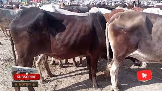 livestock Dg khan👌Today Maveshi market live Video👍|| Animal Life