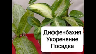 Диффенбахия. Укоренение. Посадка