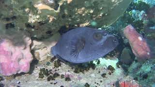 Dog-faced Pufferfish at Shark Rock of the Samaesan Archipelago | Diving in Pattaya, Thailand