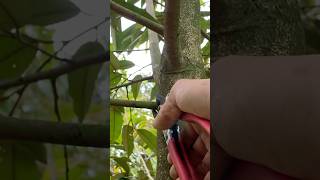 Pruning a 2-year-old durian tree (tỉa cành sầu riêng con 2 năm tuổi) #durian #saurieng #durianlover