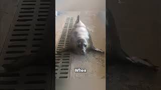 Is the seal such a strange animal? #animals #funny#cute