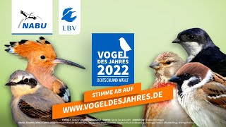 Vogel des Jahres 2022: Die fünf Kandidaten im Check