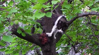 😻🌳 Gniappino.. Spotty.. e l'albero 🌴😍 (cats cat tree)