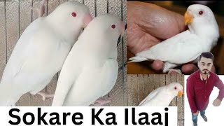 Sokar Ka 100% Ilaaj || Birds Ka Sokar Ka Ilaaj || Adeel Sweet Birds || 🦜🦜🦜