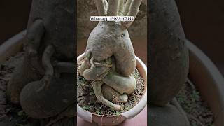 design adenium plant online sale at very low price