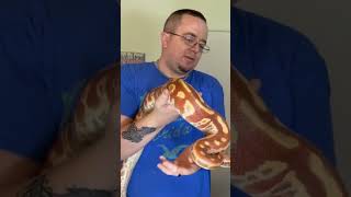 Male T+ Albino Blood Python #bigsnake #reptilelover #short #shortvideo #snake