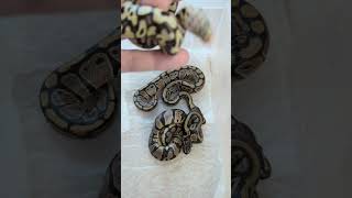 One of these snakes does not belong... Dual-sire Ball Python clutch 🔥🐍😀