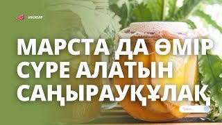 Марста өмір сүретін, адамға пайдалы шай саңырауқұлақ