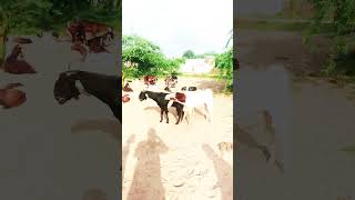 amazing male goat jungle vedio #viralvideo #ytshorts #goat