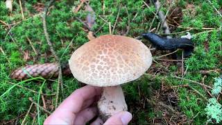 Perlpilz - Amanita rubescens