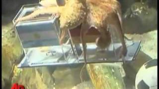 Paul the Psychic Octopus Celebrates Retirement With New, Super Catchy Theme Song.flv