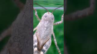 seeing bugs through a macro lens 🔍🪲 #shorts #bug #insects #macrolens #mayahiga #twitch