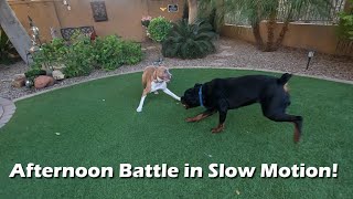 Roxie and Teddy Battle in Slow Motion