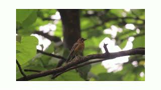 Orange headed Thrush