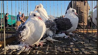 ZWOLEŃ Gołębie pigeons targ Andrzej W. 4.08.2024 cz.2/6💥Gołębie jasne i wyszwance Andrzeja Radom💥