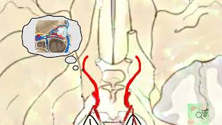 a carotis interna pars cerebralis