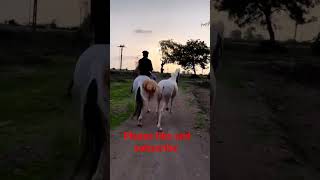 2 Horse with trening runing 🤔😲#shorts #short #running #horse