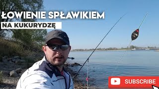 Łowienie na spławik bolonką | Wiosenne wędkowanie na rzece