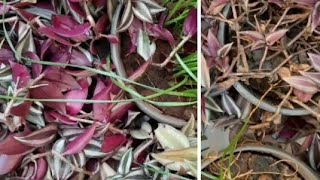 Wandering jews repotting grow easily Propagation hanginh basket