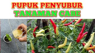 Cara pemakaian pupuk cair penyubur tanaman cabe rawit