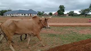 Bullock farming, the Frafra way.