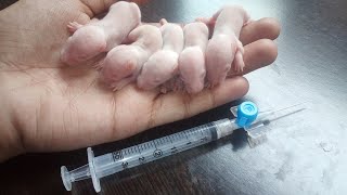 how to feed baby rat