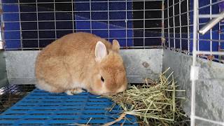 Orange Netherland Dwarf