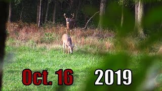 October Roller Coaster || Big Whitetail Survives Massive Blood Loss