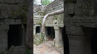 Ta Prohm Temple, Banyan Tree, Siem Reap, Cambodia. #taprohm #banyan #siyapouv