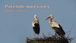 Parende ooievaars (Ciconia ciconia) - white storks mating