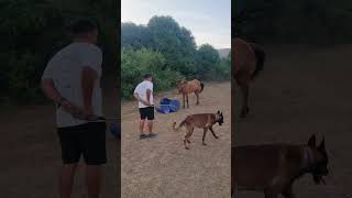 Belgian malinois Vs horse