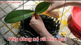 Thần dược trị thối nhũn cho lan hồ điệp nhà ai cũng có - chăm sóc lan